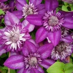 Clematis Cassis - Summer Flowering Clematis -Plant Garden World clematis cassis 3