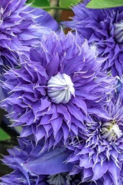 Clematis Diamantina - Summer Flowering Clematis -Plant Garden World clematis diamantina