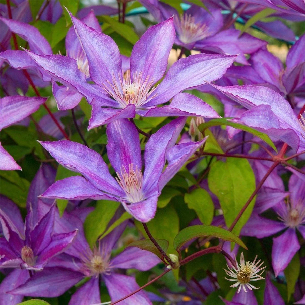 Large 6-7ft Specimen Climber - Clematis Dorothy Walton 1 Large 6-7ft Specimen Climber - Clematis Dorothy Walton