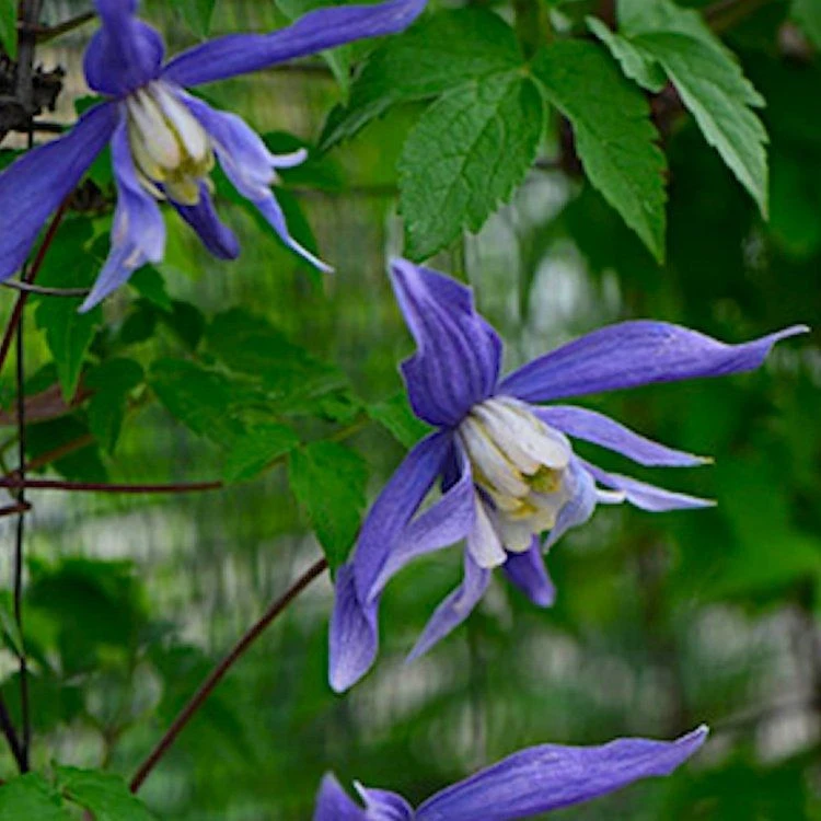 Clematis Jiska 2 Clematis Jiska - Image 2