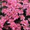 Large 6-7ft Climber - Clematis Montana Broughton Star