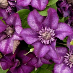 Clematis Cassis - Summer Flowering Clematis -Plant Garden World clematite florida cassis evipo020