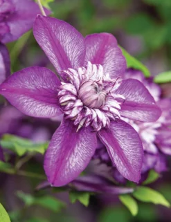 Clematis Cassis - Summer Flowering Clematis -Plant Garden World clematite florida cassis evipo020 1