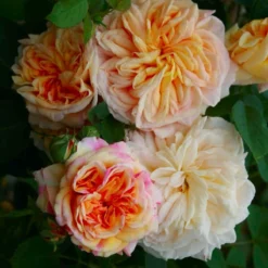 Climbing Rose Alchemyst -Plant Garden World climber rose alchemyst 1