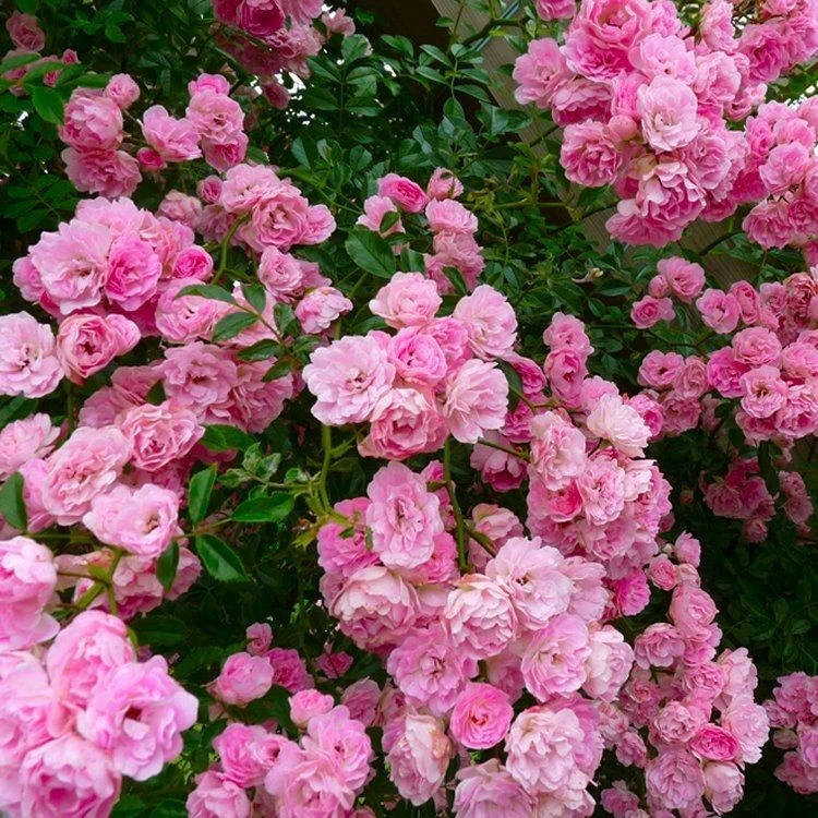 Climbing Rose Blush Rambler 2 Climbing Rose Blush Rambler - Image 2