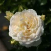 Large 6-7ft Climbing Rose Elfe