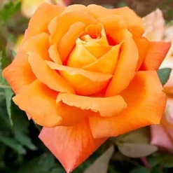 Large 6-7ft Climbing Rose Louis De Funes