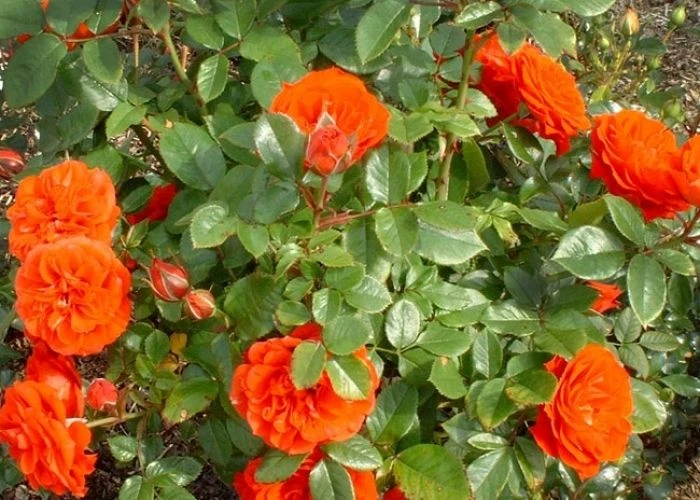 Large 5-7ft Climbing Rose Meillandina 2 Large 5-7ft Climbing Rose Meillandina - Image 2