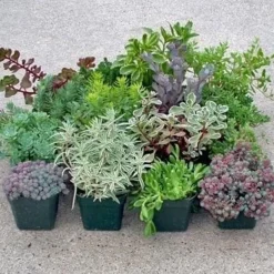 Hardy Succulent Sedum Collection - Pack Of FIVE Evergreen Hardy Plants - Perfect Ground Cover -Plant Garden World collection sedum mix