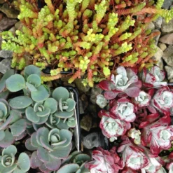 Hardy Succulent Sedum Collection - Pack Of FIVE Evergreen Hardy Plants - Perfect Ground Cover -Plant Garden World collection sedum mix1