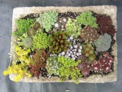 Hardy Succulent Sedum Collection - Pack Of FIVE Evergreen Hardy Plants - Perfect Ground Cover -Plant Garden World collection sedum mix2