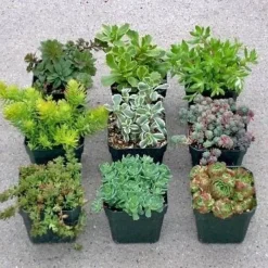 Hardy Succulent Sedum Collection - Pack Of FIVE Evergreen Hardy Plants - Perfect Ground Cover -Plant Garden World collection sedum sample 2