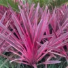 Pair Of Cordyline Pink Passion - Stunning Hardy Torbay Palms