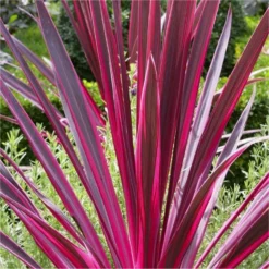 Pair Of Cordyline Pink Passion - Stunning Hardy Torbay Palms -Plant Garden World cordyline pink v3 750x750 1