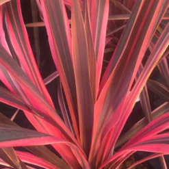 Cordyline 'Salsa' Pink Cordyline - Stunning Hardy Torbay Palm -Plant Garden World cordyline southern spledour 1 1 1 1