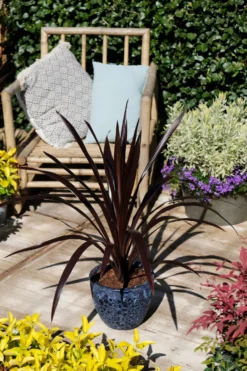 Cordyline Obtecta Superstar - ‘Albatross’ Cordyline Palm -Plant Garden World cordyline superstar 1 scaled