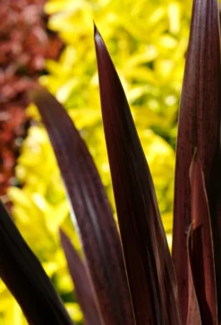 Cordyline Obtecta Superstar - ‘Albatross’ Cordyline Palm -Plant Garden World cordyline superstar 2 scaled