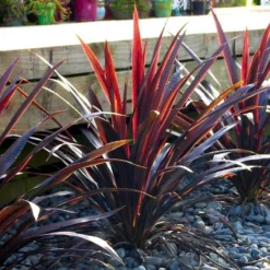 Cordyline Obtecta Superstar - ‘Albatross’ Cordyline Palm