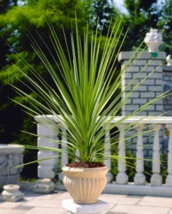 LARGE Cordyline Australis Verde - Hardy Green Torbay Palm - Circa 80-120cm Tall -Plant Garden World cordyline verde visi13414 web 1