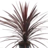 Cordyline Australis Red Star - Purple Torbay Palm - 80-120cm LARGE SPECIMEN