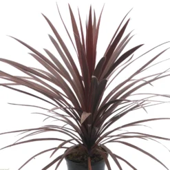Cordyline Australis Red Star - Purple Torbay Palm - 80-120cm LARGE SPECIMEN