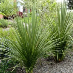 LARGE Cordyline Australis Verde - Hardy Green Torbay Palm - Circa 80-120cm Tall