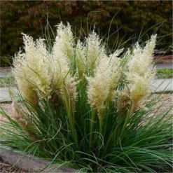 Super Dwarf Pampas Grass - Cortaderia Selloana Tiny Pampa -Plant Garden World cortaderia tiny pampa 1 1