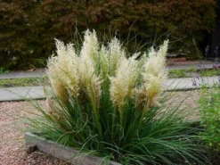 Super Dwarf Pampas Grass - Cortaderia Selloana Tiny Pampa -Plant Garden World cortaderia tiny pampa 2 1
