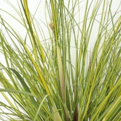 LARGE Cortaderia Golden Goblin - Golden Fantasy Pampas Grass With Plumes -Plant Garden World cortaderia golden