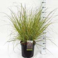 LARGE Cortaderia Golden Goblin - Golden Fantasy Pampas Grass With Plumes -Plant Garden World cortaderia golden 2