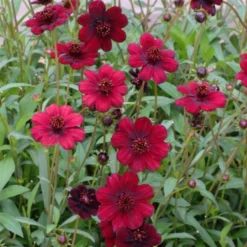 Cosmos Atrosanguineous Chocamocha - Pack Of THREE Hot Chocolate Plants In Bud And Flower -Plant Garden World cosmos atrosanguinea chocamocha2 1000x1000 1