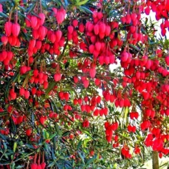 Chilean Lantern Tree - Crinodendron Hookerianum