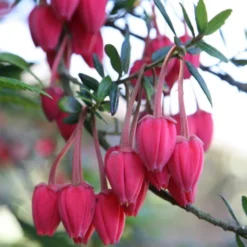 Chilean Lantern Tree - Crinodendron Hookerianum -Plant Garden World crinodendron2 750x750 1