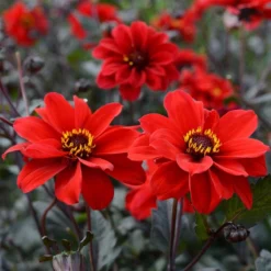 Bronze Leaved Dahlia Bishop Of Llandaff - Pack Of THREE