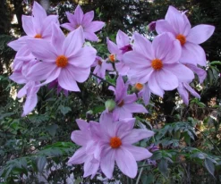 Imperial Tree Dahlia - Dahlia Imperialis Pink Flash - Majestic 2m Skyscraper Dahlias! -Plant Garden World dahlia imperialis 2