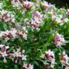 Daphne X Transatlantica Eternal Fragrance - Fragrant Evergreen Daphne