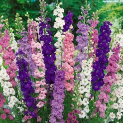 Delphinium Magical Collection - Pack Of FIVE -Plant Garden World delphinium magic fountains3