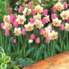Designer Pink Tulip & Double Daffodil Blend - Pack Of 20 'Pink Breeze' Bulbs