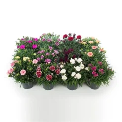 Fragrant Cottage Garden Pinks Dianthus Collection - Pack Of SIX -Plant Garden World dianthus mix1 2