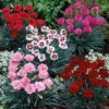 Fragrant Cottage Garden Pinks Dianthus Collection - Pack Of SIX
