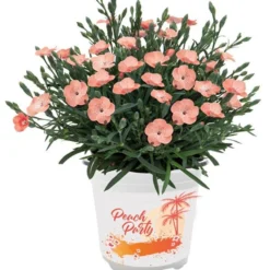 Dianthus Peach Party - Fragrant Pink In Bud & Bloom - Pack Of SIX -Plant Garden World dianthus peach party 4
