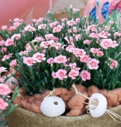 Dianthus Peach Party - Fragrant Pink In Bud & Bloom - Pack Of SIX -Plant Garden World dianthus peach party 5