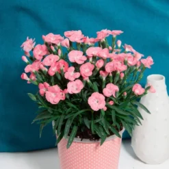 Dianthus Peach Party - Fragrant Pink In Bud & Bloom - Pack Of SIX -Plant Garden World dianthus peach party 6