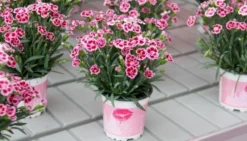 Dianthus Pink Kisses - Fragrant Pink - Pack Of SIX Plants -Plant Garden World dianthus pink kisses1 6
