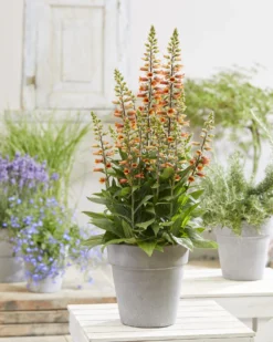 Digiplexis Firecracker - Foxglove -Plant Garden World digiplexis firecracker pot scaled 1