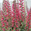 Digiplexis Illumination Raspberry - Foxglove