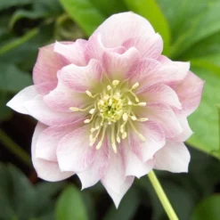 Connoisseur Helleborus Plants Collection - Pack Of FOUR Assorted Double Ellen Hellebore Plants -Plant Garden World double ellen pink 2