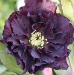 Connoisseur Helleborus Plants Collection - Pack Of FOUR Assorted Double Ellen Hellebore Plants -Plant Garden World double ellen purple 2