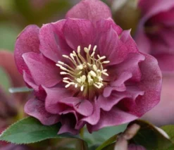 Connoisseur Helleborus Plants Collection - Pack Of FOUR Assorted Double Ellen Hellebore Plants -Plant Garden World double ellen red 2
