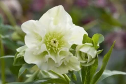 Connoisseur Helleborus Plants Collection - Pack Of FOUR Assorted Double Ellen Hellebore Plants -Plant Garden World double ellen white 2